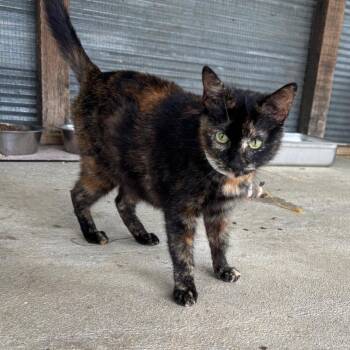Tatiana -  Domestic Short Hair Cat for Adoption in Birmingham, Alabama - Tatiana | PetCurious