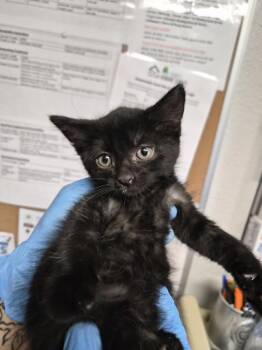 Pixie -  Domestic Short Hair Cat for Adoption in Bolivar, Missouri - Pixie | PetCurious