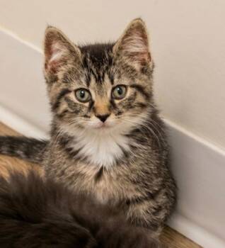 Ghirardelli -  Domestic Medium Hair Cat for Adoption in Indiana, Pennsylvania - Ghirardelli | PetCurious