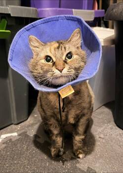Sisu -  Domestic Medium Hair Cat for Adoption in Toronto, Ontario - Sisu | PetCurious