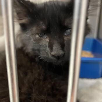Domestic Medium Hair Cats Available for Adoption in Port Charlotte, Florida - Zeke | PetCurious