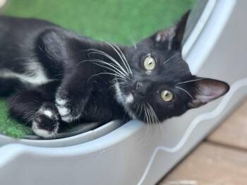 Rescue Domestic Short Hair Cats for Adoption in Scottsdale, Arizona - Toulouse | PetCurious