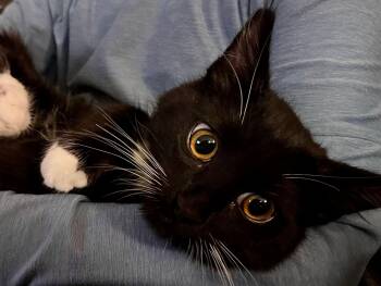 Rescue Tuxedo and Domestic Medium Hair Cats for Adoption in The Dalles, Oregon - Sylvester | PetCurious