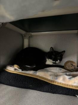 Soup -  Domestic Short Hair Cat for Adoption in Alexandria, Virginia - Soup | PetCurious