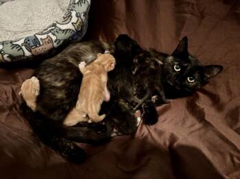 Bellissima -  Domestic Short Hair Cat for Adoption in Ferndale, Michigan - Bellissima | PetCurious
