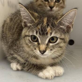 Watermelon 0145 -  Domestic Short Hair Cat for Adoption in Columbus, Georgia - Watermelon 0145 | PetCurious