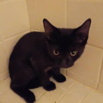Ash -  Domestic Short Hair Cat for Adoption in West Palm Beach, Florida - Ash | PetCurious