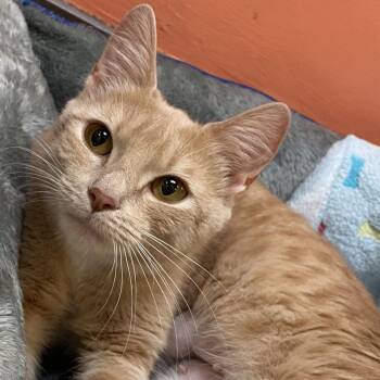 Domestic Short Hair Cats Available for Adoption in Columbus, Georgia - 04/18/2026-stray-BuenaVistaRoad-"Tabitha4457" | PetCurious