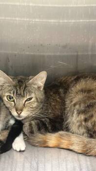 Domestic Short Hair Cats Available for Adoption in Clarksville, Tennessee - Claudia | PetCurious