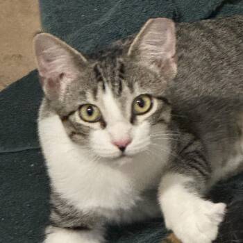 Gilly -  Domestic Short Hair Cat for Adoption in Schertz, Texas - Gilly | PetCurious