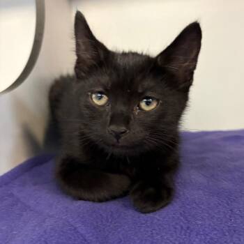 Domestic Short Hair Cats Available for Adoption - Ash | PetCurious