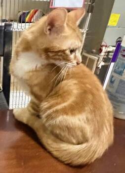 Domestic Short Hair Cats Available for Adoption in Lake Ozark, Missouri - JAKE | PetCurious