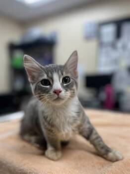 QUINN -  Domestic Medium Hair Cat for Adoption in Aliquippa, Pennsylvania - QUINN | PetCurious