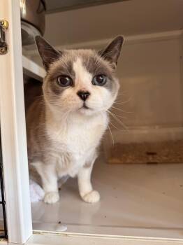 Bailey -  Siamese and Snowshoe Cat for Adoption in Memphis, Tennessee - Bailey | PetCurious