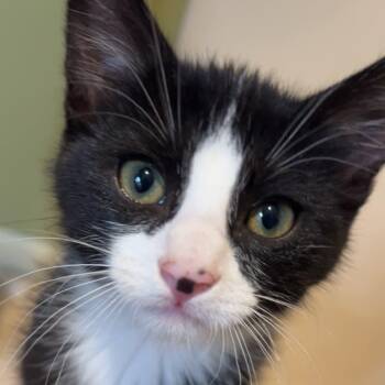 Martin -  Domestic Medium Hair Cat for Adoption in Sedalia, Missouri - Martin | PetCurious