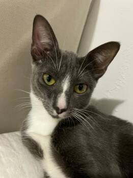 Domestic Short Hair Cats Available for Adoption - Lucy | PetCurious