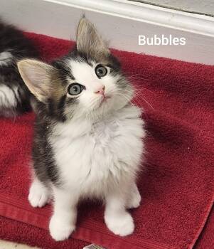 Domestic Long Hair Cats Available for Adoption in Orlando, Florida - Bubbles ( Powerpuff Litter) Orlando Fl | PetCurious