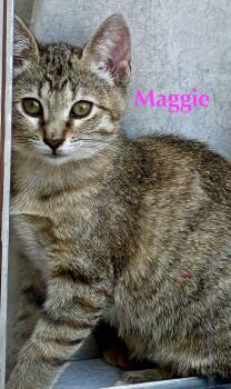 Domestic Short Hair Cats Available for Adoption - Maggie | PetCurious
