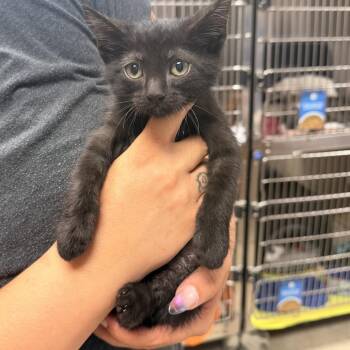 Grape Jelly- 091908U -  Domestic Short Hair Cat for Adoption in Tupelo, Mississippi - Grape Jelly- 091908U | PetCurious