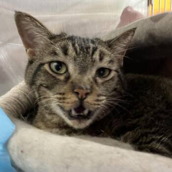 Zarrow -  Domestic Short Hair Cat for Adoption in Salt Lake City, Utah - Zarrow | PetCurious