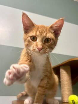 Neutron -  Domestic Short Hair Cat for Adoption in Hutchinson, Minnesota - Neutron | PetCurious