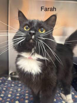 Farah -  Domestic Short Hair Cat for Adoption in St. George, Utah - Farah | PetCurious