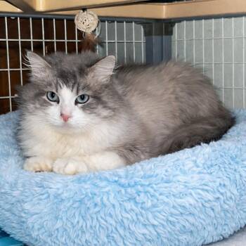 Ragdoll and Domestic Long Hair Cats Available for Adoption - Buddy | PetCurious