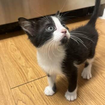 Domestic Short Hair Cats Available for Adoption in Austin, Texas - Ferret 3 | PetCurious