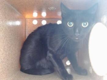 DORTHY -  Domestic Short Hair Cat for Adoption in Orlando, Florida - DORTHY | PetCurious