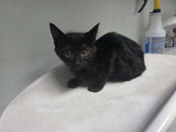 BADGER -  Domestic Short Hair Cat for Adoption in Antioch, California - BADGER | PetCurious