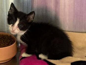 Domestic Short Hair Cats Available for Adoption in Tustin, California - MILI | PetCurious
