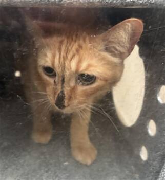 ZIGGY -  Domestic Short Hair Cat for Adoption in Dallas, Texas - ZIGGY | PetCurious