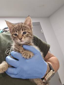 EDMUND -  Domestic Short Hair Cat for Adoption in Tallahassee, Florida - EDMUND | PetCurious
