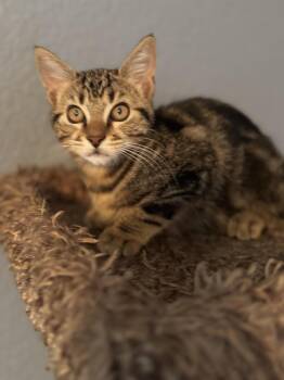 Rescue Domestic Short Hair Cats for Adoption in Lincoln, California - Brochure | PetCurious