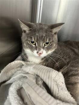 Domestic Short Hair Cats Available for Adoption in San Antonio, Texas - EWAN | PetCurious