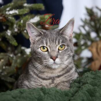 Domestic Short Hair Cats Available for Adoption - Zira | PetCurious