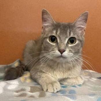 Gretel -  Domestic Short Hair Cat for Adoption in Rochester, Minnesota - Gretel | PetCurious