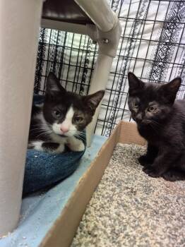 Sapphire -  Domestic Short Hair Cat for Adoption in Cincinnati, Ohio - Sapphire | PetCurious