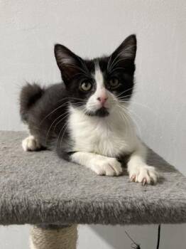 Domestic Short Hair Cats Available for Adoption - Faith | PetCurious