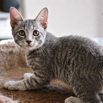 Adele 53939 -  Domestic Short Hair Cat for Adoption in Las Vegas, Nevada - Adele 53939 | PetCurious