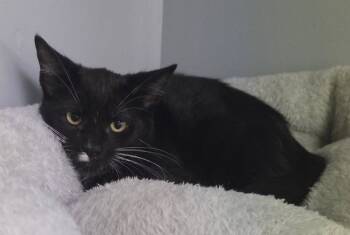 Rescue Domestic Short Hair Cats for Adoption in Waynesville, Missouri - Armin | PetCurious