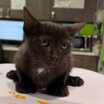 Matty -  Domestic Short Hair Cat for Adoption in Tampa, Florida - Matty | PetCurious