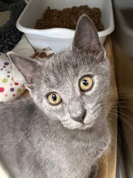 Oregano -  Domestic Short Hair Cat for Adoption in Pomona, New York - Oregano | PetCurious