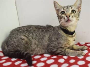 HAZEL -  Domestic Short Hair and Oriental Short Hair Cat for Adoption in Sacramento, California - HAZEL | PetCurious