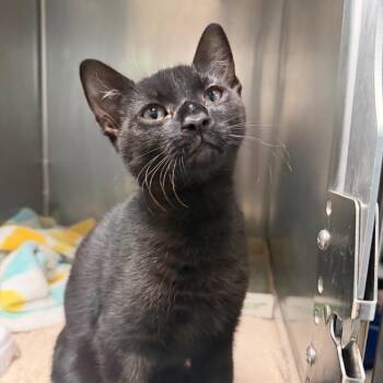 Brick -  Domestic Short Hair Cat for Adoption in East Hanover, New Jersey - Brick | PetCurious