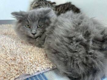 Domestic Long Hair Cats Available for Adoption - Duke Adolphus | PetCurious
