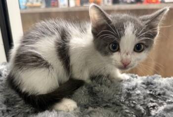 Rescue Domestic Short Hair Cats for Adoption in Sarasota, Florida - QUILT | PetCurious