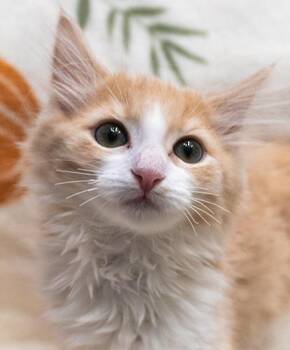Domestic Short Hair Cats Available for Adoption in Encinitas, California - Ursula | PetCurious