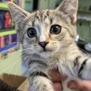 Gigi -  Domestic Short Hair Cat for Adoption in New York, New York - Gigi | PetCurious