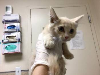 RED -  Domestic Short Hair Cat for Adoption in Riverside, California - RED | PetCurious
